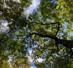 Photo of tree canopy